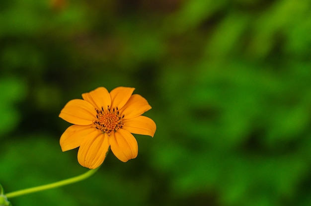 Photo petite fleur jaune dans le jardin