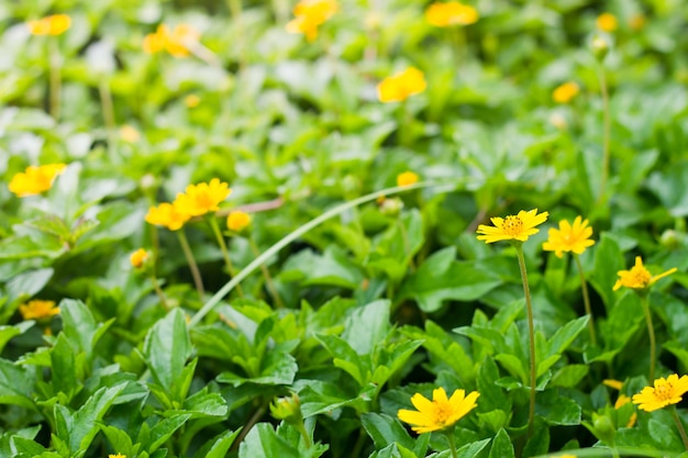 Petite fleur jaune avec pollen jaune dans le jardin.