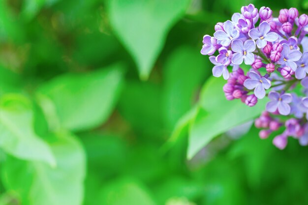 Petite fleur lilas à feuilles vertes