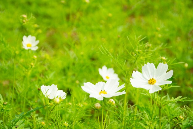 Petite fleur de marguerite blanche au bokeh vert