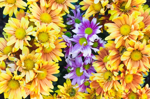 Petite fleur de marguerite colorée dans un jardin.