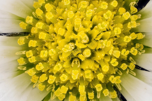 Petite fleur de marguerite sous microscope étamine jaune visible, largeur de l'image 9 mm