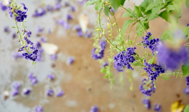 La petite fleur mauve en fleurs