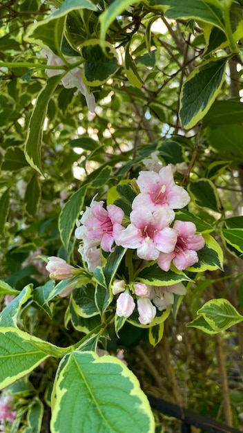 Petite fleur nature fond