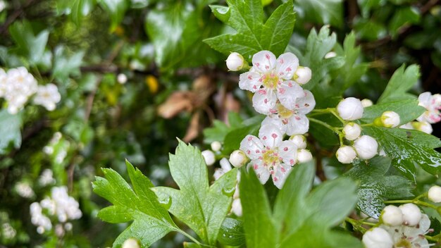 Petite fleur nature fond