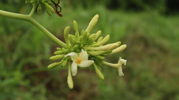 Photo petite fleur de papaye blanche qui fleurit magnifiquement