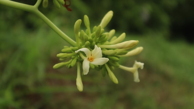 petite fleur de papaye blanche qui fleurit magnifiquement