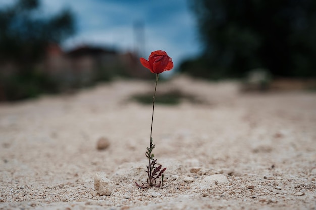 Une petite fleur de pavot rouge a fait son chemin à travers la pierre