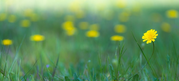 Petite fleur de pissenlit qui pousse dans le pré