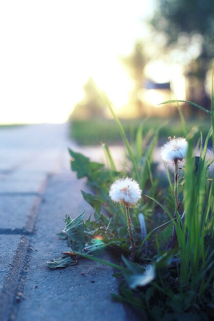 Petite fleur poussant à travers le pavé gris au coucher du soleil