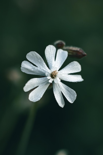 Petite fleur de prairie blanche sur un fond de prairie verte