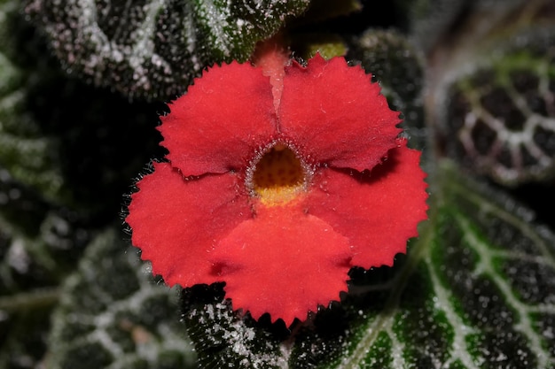 Petite fleur rouge épanouie