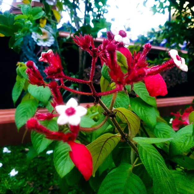 Petite fleur rouge avec goutte d'eau sur fond noir Fond de texture de feuilles vertes