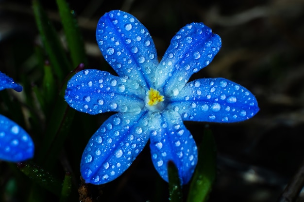 Petite fleur sauvage bleue en gouttes d&#39;eau gros plan sur un noir