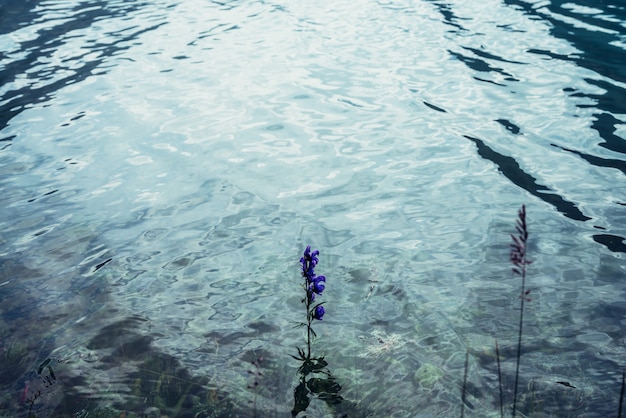 Petite fleur violette dans l'eau du lac