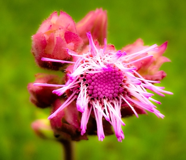 Photo une petite fleur violette.