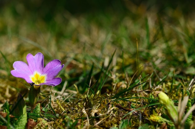 Petite fleur violette