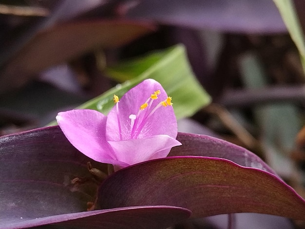 Photo une petite fleur