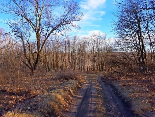 Une petite forêt dans le parc et un chemin