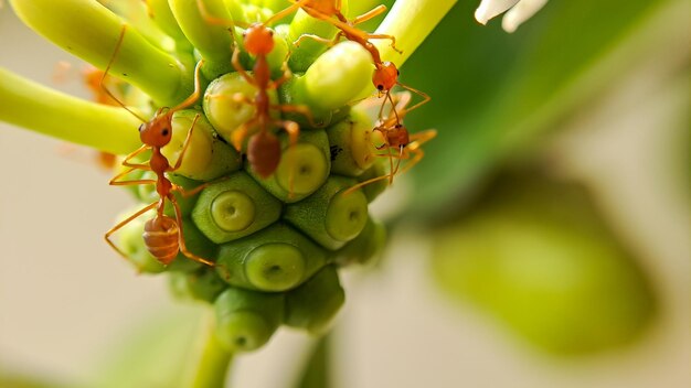 La petite fourmi de feu rouge se nourrit des feuilles du fruit de noni avec une mise au point sélective Macro couvre beaucoup de fourmis de feu ou de fourmis rouges sur les feuilles avec éclairage