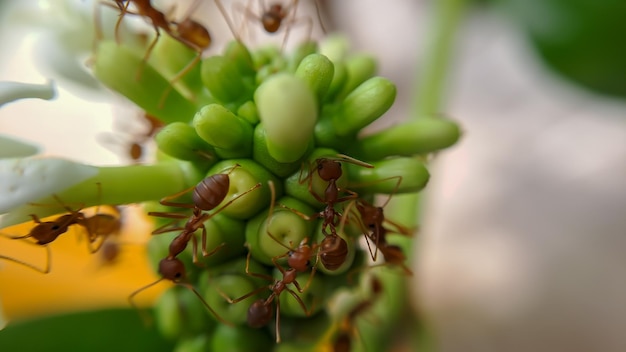 La petite fourmi de feu rouge se nourrit des feuilles du fruit de noni avec une mise au point sélective Macro couvre beaucoup de fourmis de feu ou de fourmis rouges sur les feuilles avec éclairage