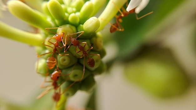 La petite fourmi de feu rouge se nourrit des feuilles du fruit de noni avec une mise au point sélective Macro couvre beaucoup de fourmis de feu ou de fourmis rouges sur les feuilles avec éclairage