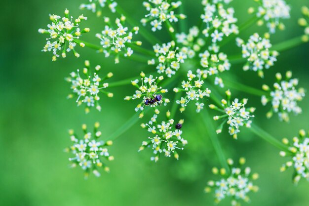 Petite fourmi sur la fleur en fond vert