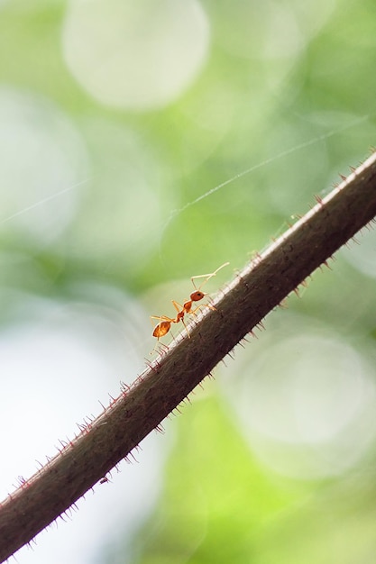 Une petite fourmi et une petite fourmi sur une branche.