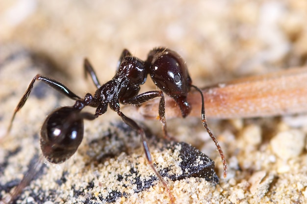 Petite fourmi