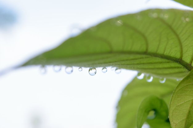 Une petite goutte d&#39;eau sur les feuilles le matin.