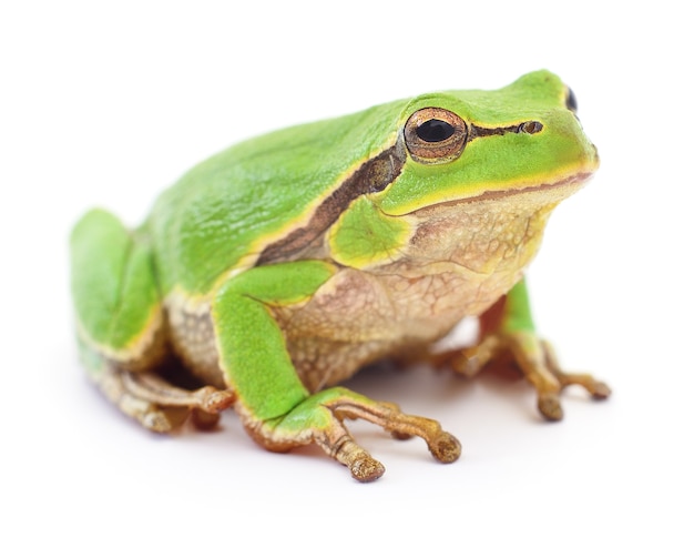 Petite grenouille d'arbre isolée sur blanc