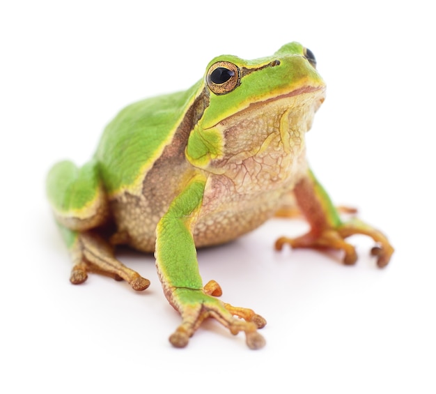 Petite grenouille d'arbre isolée sur blanc