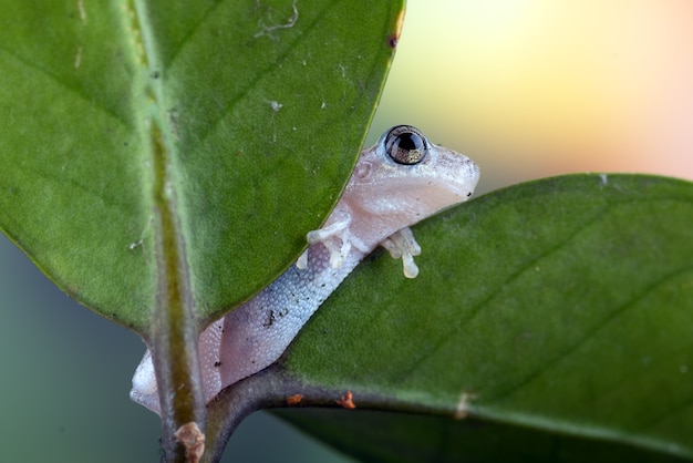 petite grenouille d'arbre rouge perchée sur une feuille