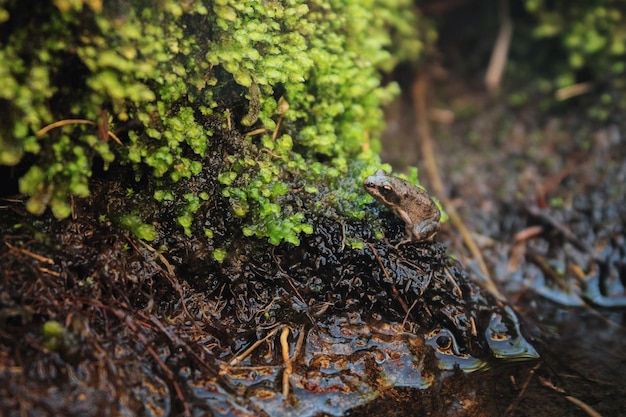 Petite grenouille assise au bord de l'étang