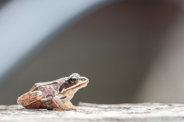 Petite grenouille assise sur une planche de bois