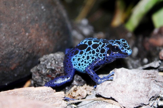 Photo la petite grenouille bleue .