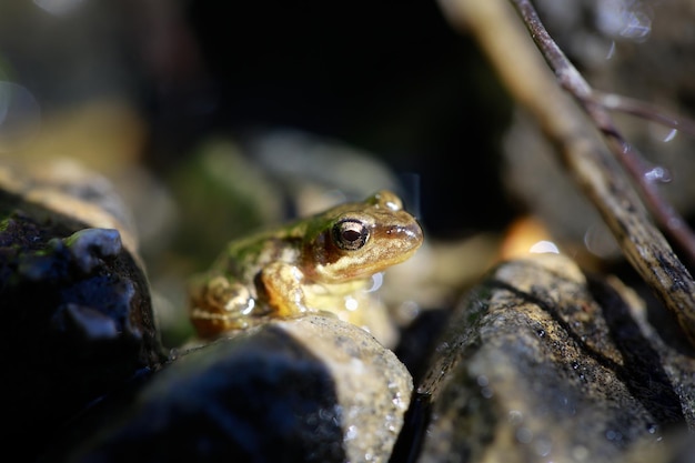 petite grenouille dans l'eau en regardant la caméra