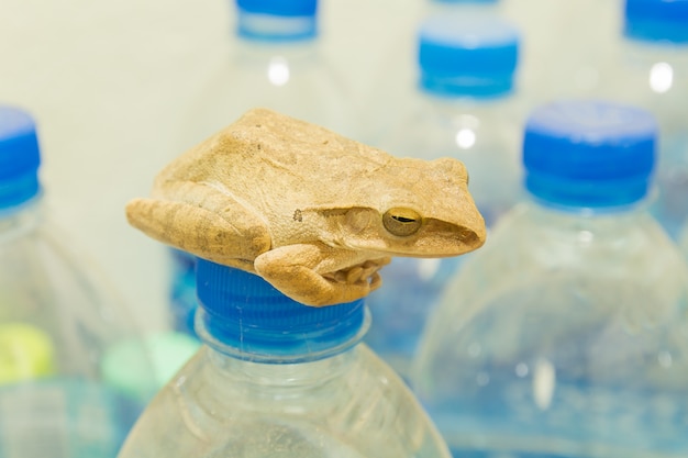 Petite grenouille dans la maison.