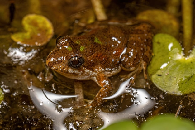 Petite grenouille du sud