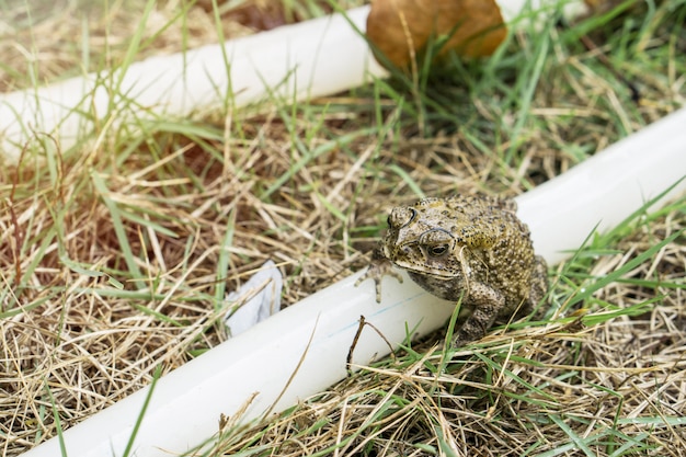 Petite grenouille sur élastique dans le parc.