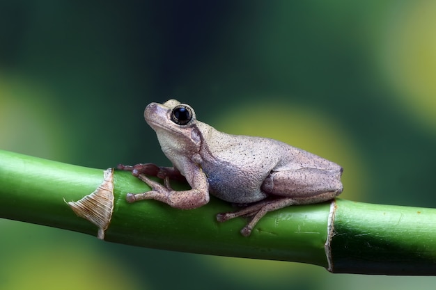 petite grenouille litoria rubella grenouilles australiennes