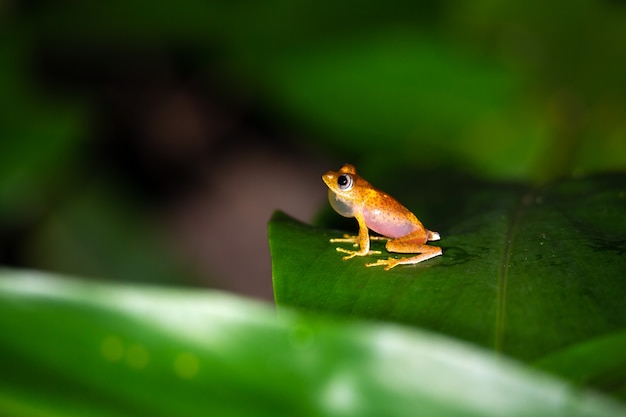 Photo petite grenouille orange sur une feuille verte