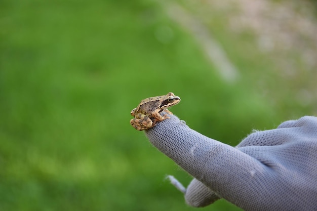 La petite grenouille se repose sur une main gantée