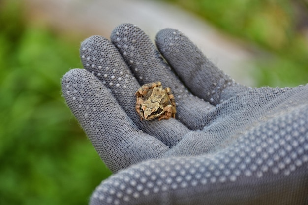 La petite grenouille se repose sur une main gantée