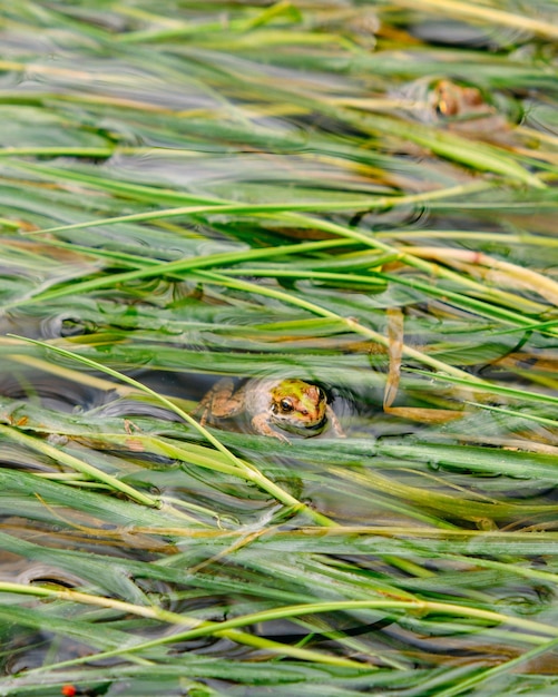 Petite grenouille verte dans les feuilles du lac adulte en feuillage camouflé