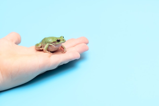 Petite grenouille verte sur la main sur carte de fond bleu avec espace de copie