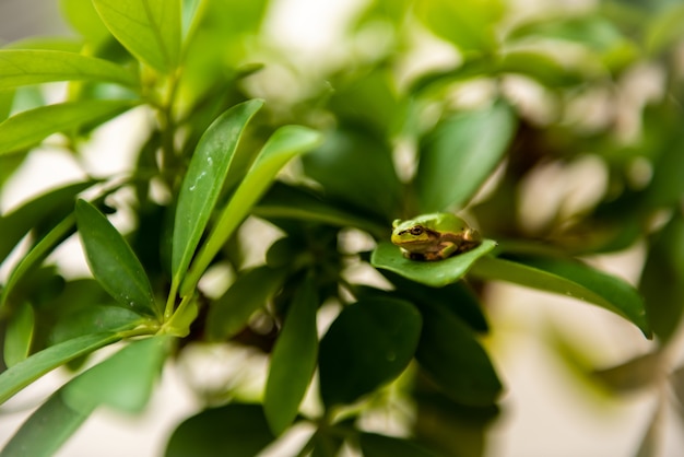 Petite grenouille verte reposant sur une feuille verte dans une faible profondeur de champ.