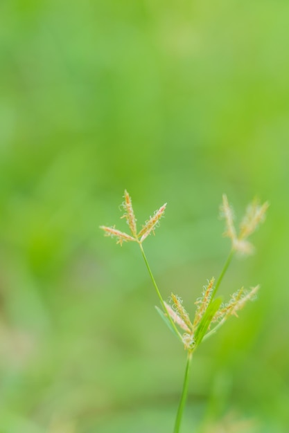 petite herbe fleur avec arrière-plan flou