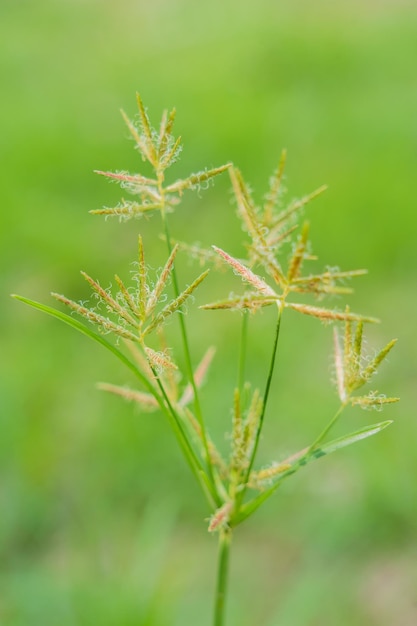 petite herbe fleur avec arrière-plan flou