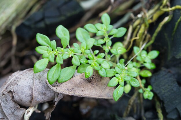 Petite herbe avec des gouttes d&#39;eau.